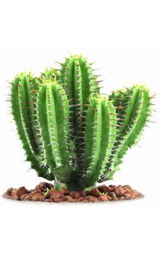 FruitAmira - Кактус 10мл